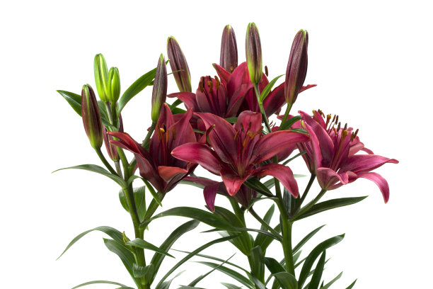 孤立在白色上的百合图片下载