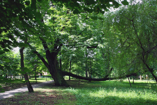 公园里巨大的老菩提树图片下载
