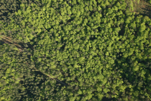 夏季森林鸟瞰图图片下载