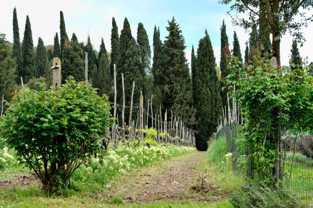 托斯卡纳葡萄园图片下载