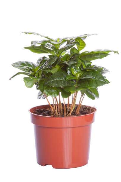 咖啡树(coffea)图片下载