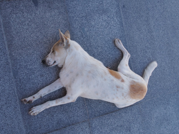 狗睡觉图片下载