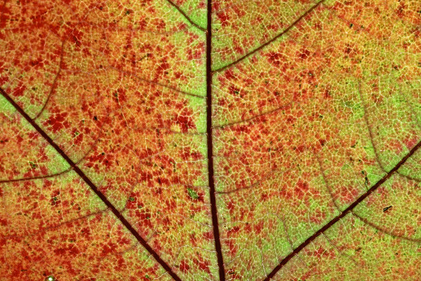 叶系列图片下载