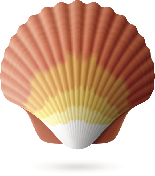 扇贝贝壳图片下载