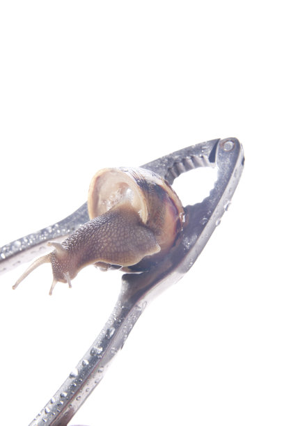 蜗牛和胡桃夹子图片下载