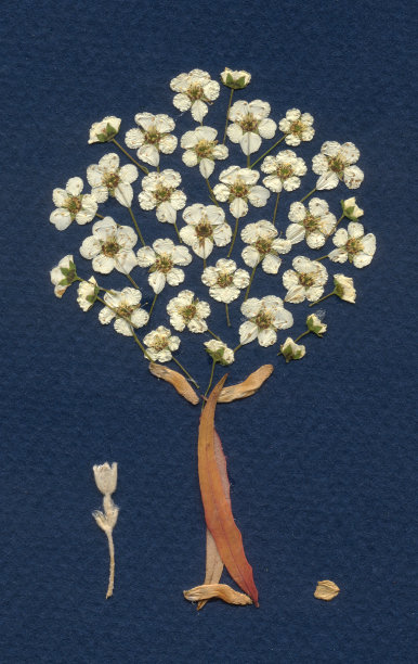 干花的安排图片下载