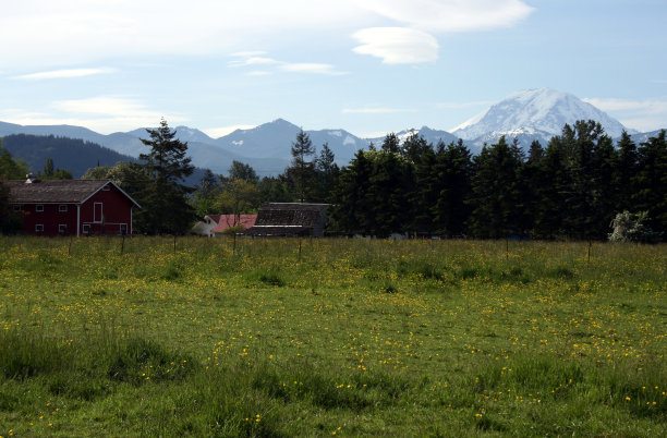毛茛属植物的领域图片下载