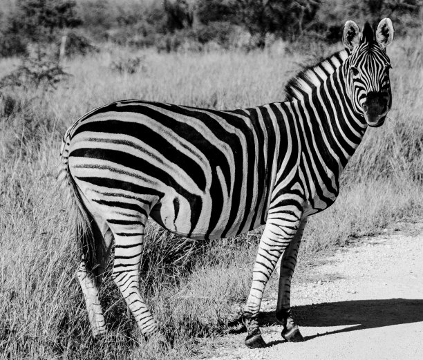 斑马线图片下载