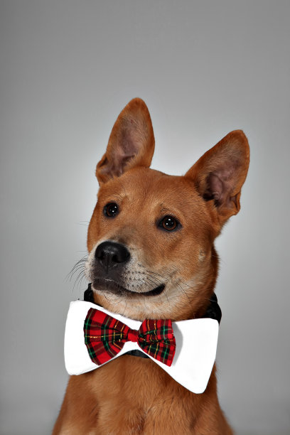 带领结的棕色狗图片下载