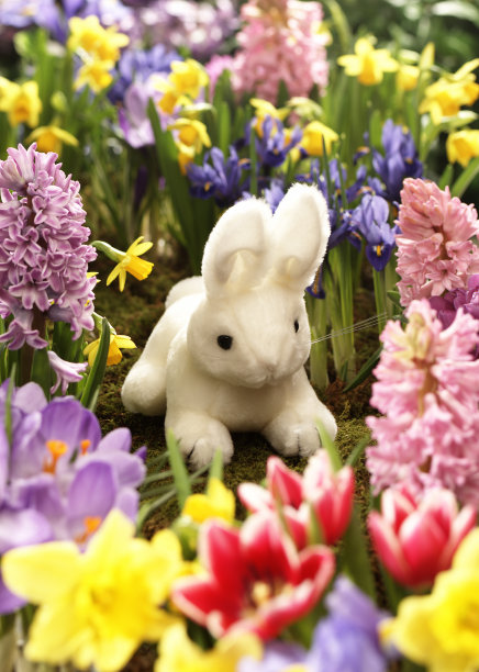 花里的毛绒兔子图片下载