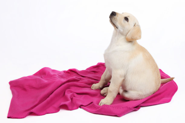 金色的拉布拉多小狗坐在粉红色的毯子上图片下载