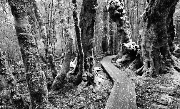 古老的森林图片下载