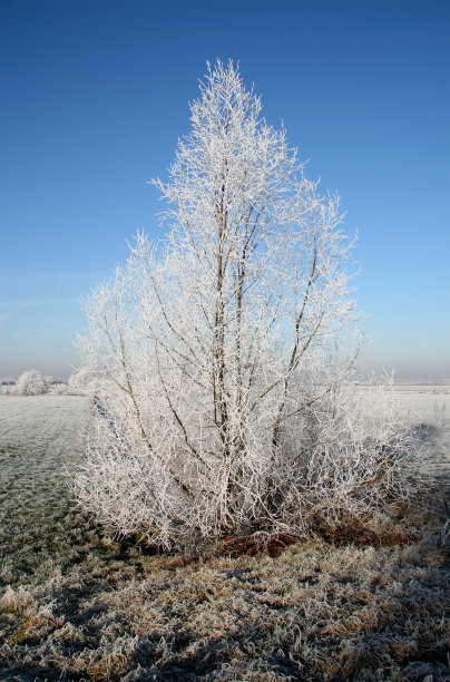 荷兰美丽的冬季景观图片下载