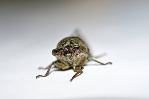 蝉脸与单眼和夫图片下载