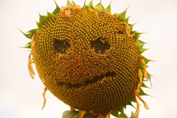 向日葵的脸图片下载