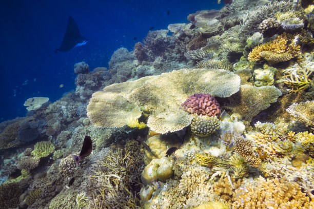 五颜六色的珊瑚礁素材图片