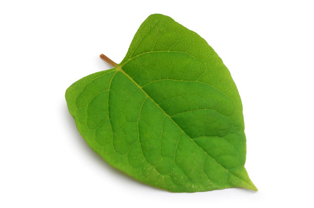 日本虎杖图片下载