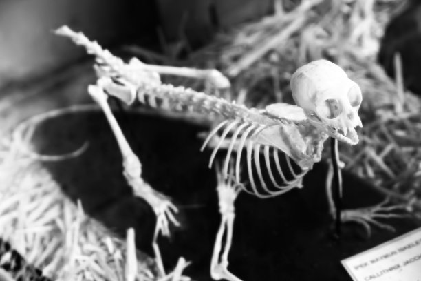 猴子化石图片下载