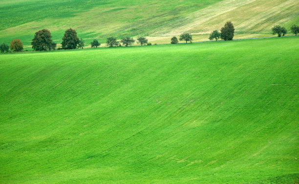 场和树图片下载