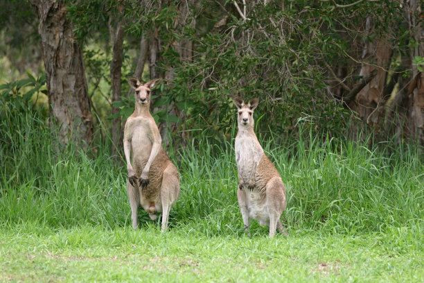 两只袋鼠对着摄像机好奇图片下载