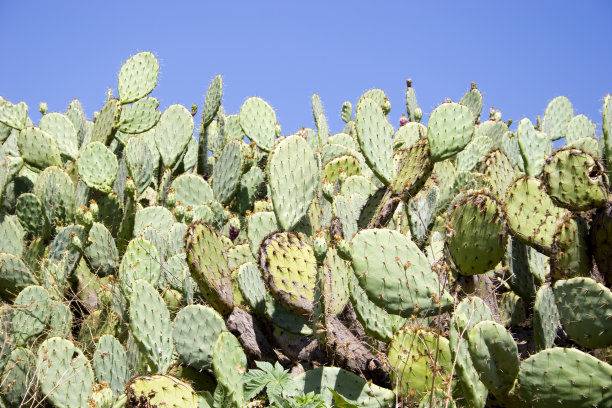 仙人掌墙图片下载