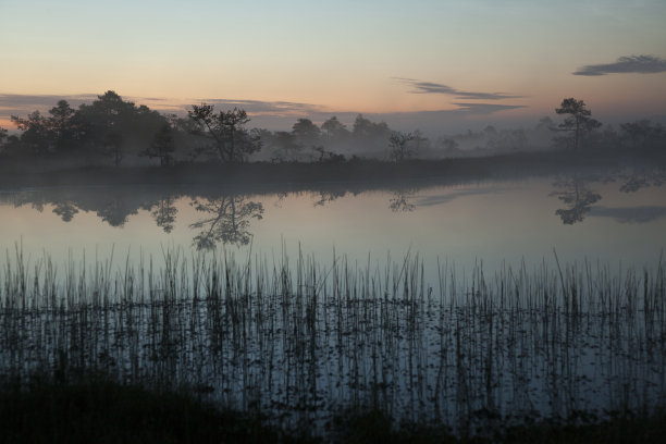 爱沙尼亚日出时的沼泽图片下载