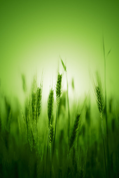 绿色的小麦图片下载