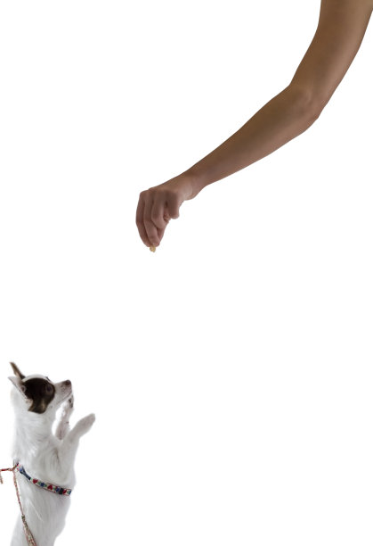 乞讨的狗图片下载