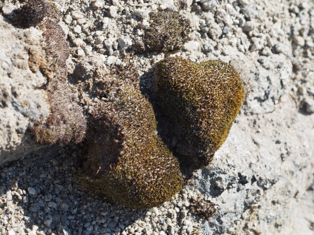 石头上的苔藓呈心形图片下载