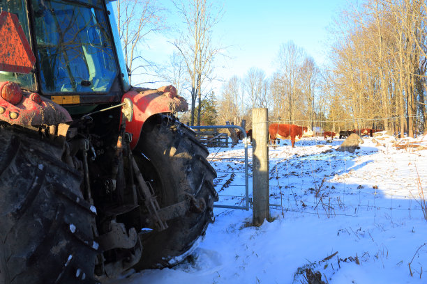 牧场上的牛和一台挖土机图片下载