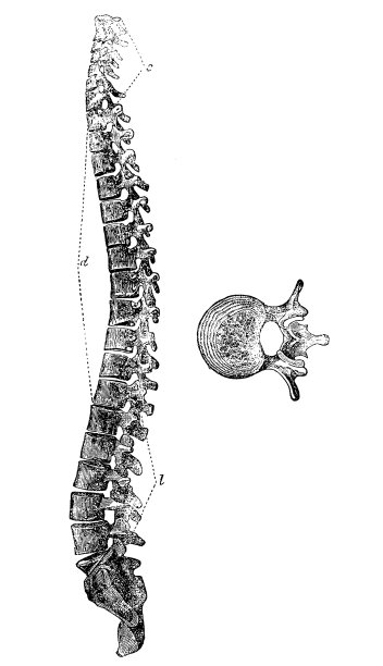 脊柱的椎骨图片下载