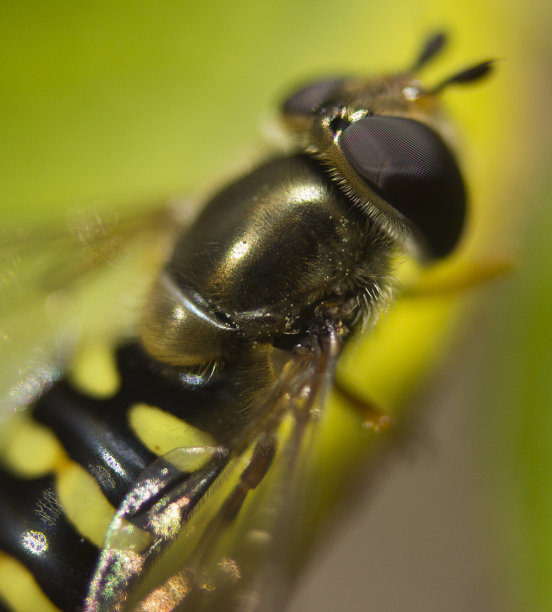 蚜蝇黄蜂模仿在叶子上休息图片下载