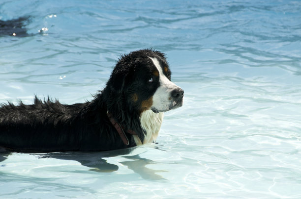 伯尔尼兹山犬图片下载