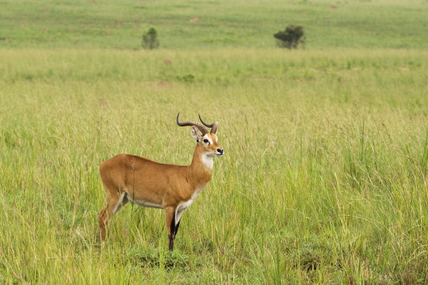 乌干达，Muchison Falls的雄性矮脚鹬图片下载