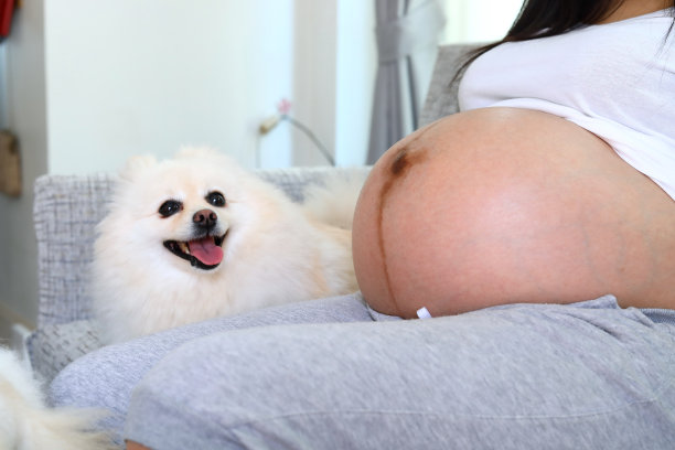 女人怀孕9个月和博美犬可爱的宠物图片下载
