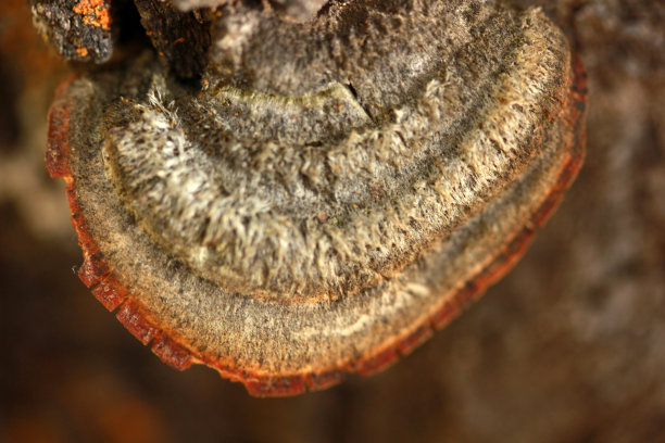 树上的大蘑菇图片下载