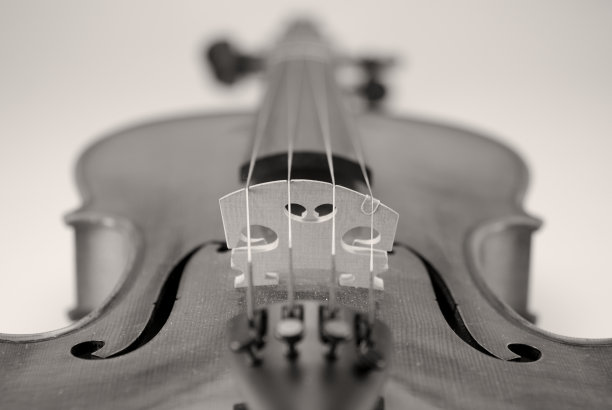 小提琴乌贼图片下载