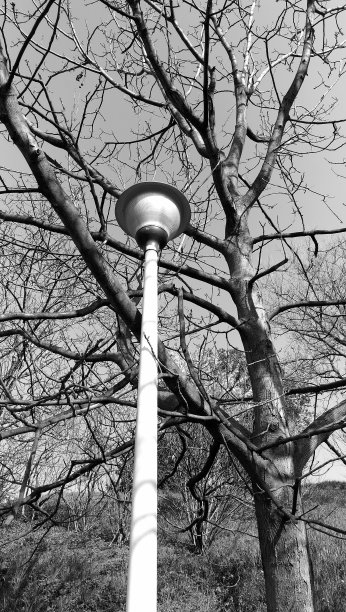 低角度的灯柱裸露的树对晴朗的天空图片下载
