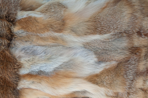 狐皮纹理背景图片下载