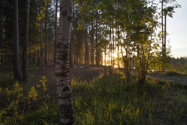 春天的背景图片下载