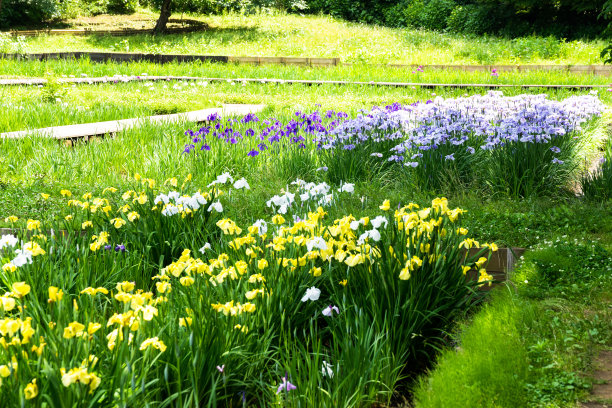虹膜花图片下载