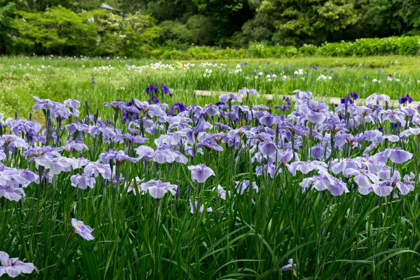 虹膜花图片下载