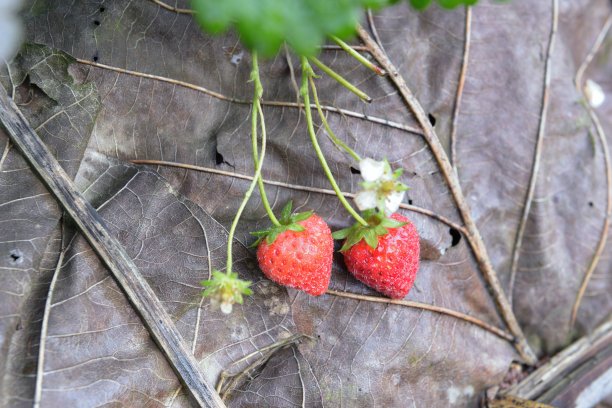 花园里成熟的草莓图片下载