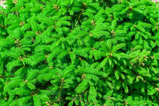 装饰松木，自然背景图片下载