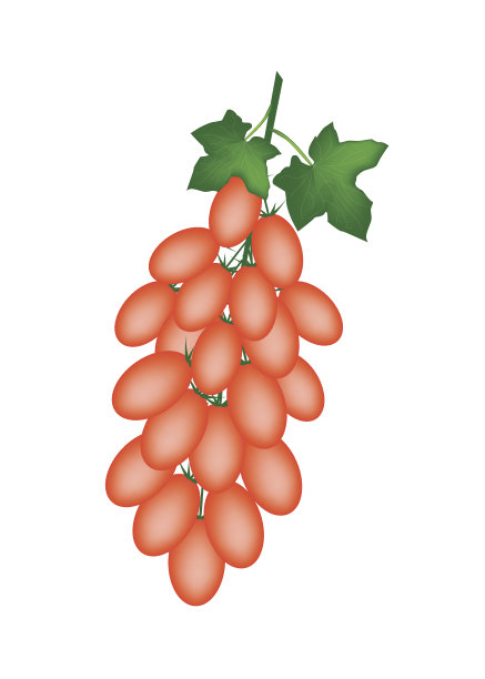 新鲜的橙色罗马西红柿在树枝上图片下载