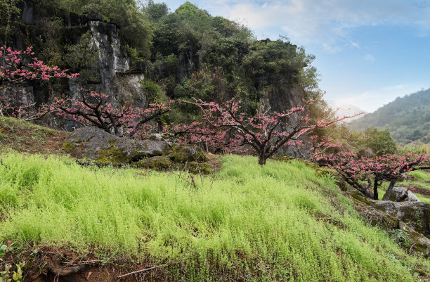 山区的桃花图片下载