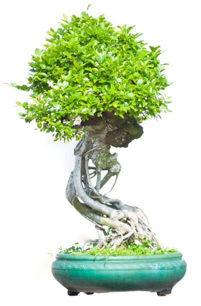 小叶榕树板图片下载