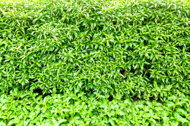 绿叶纹理图案背景图片下载