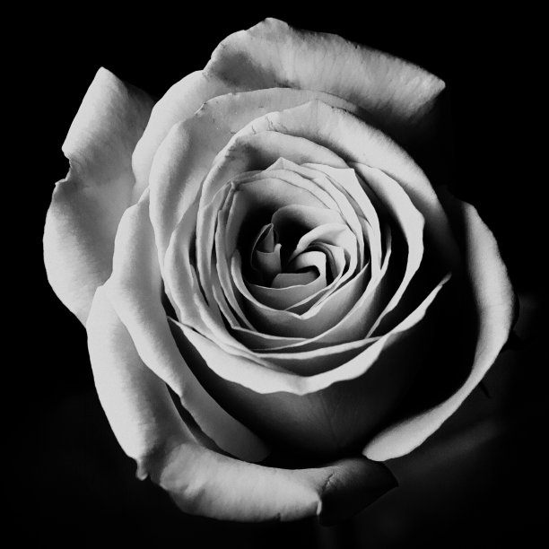 黑与白玫瑰图片下载