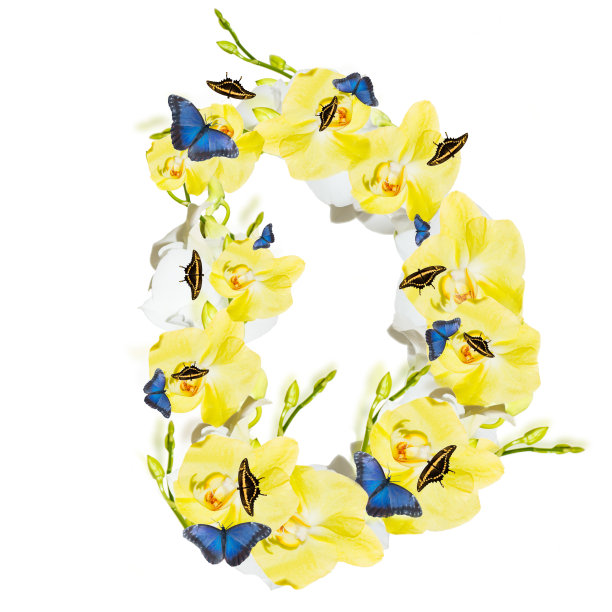 信兰花图片下载